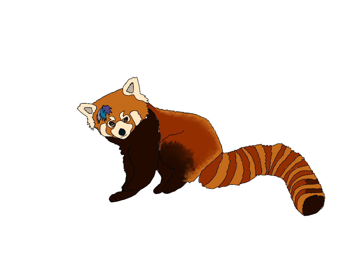 A red panda with rainbow dyed hair