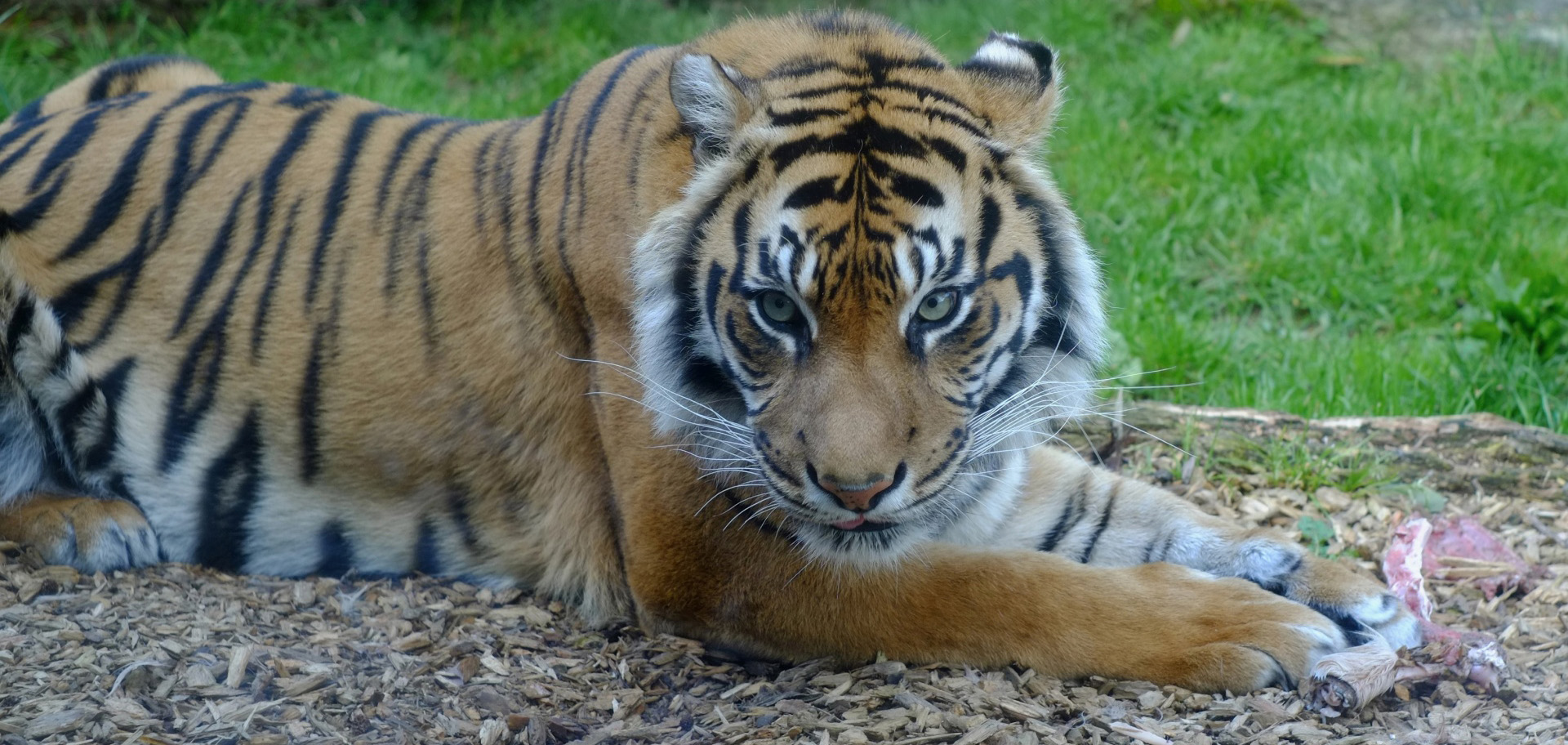 A Sumatran tiger chewing a bone