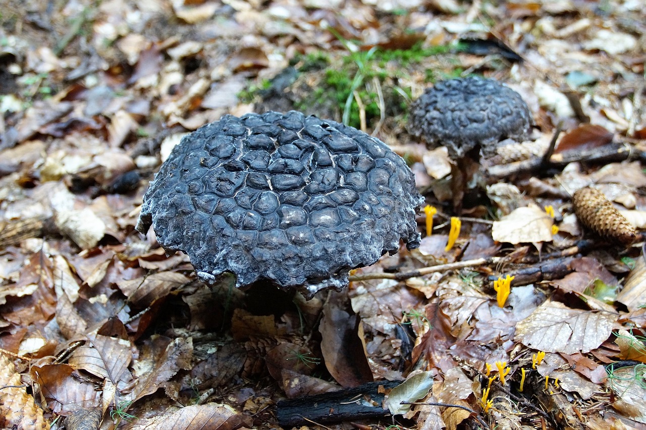 Black mushrooms with scaly crowns growing in dead leaves
