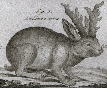 A black and white image from an 18th century manuscript of a rabbit with horns or antlers