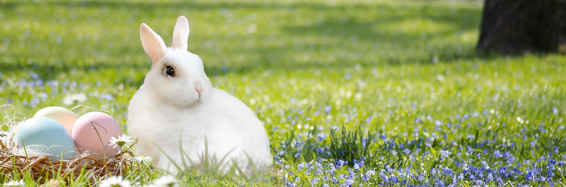 A white bunny in a grassy field with Easter eggs and forget-me-nots