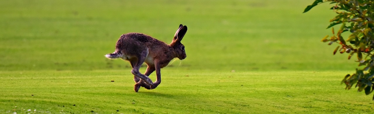 Hare running across a field